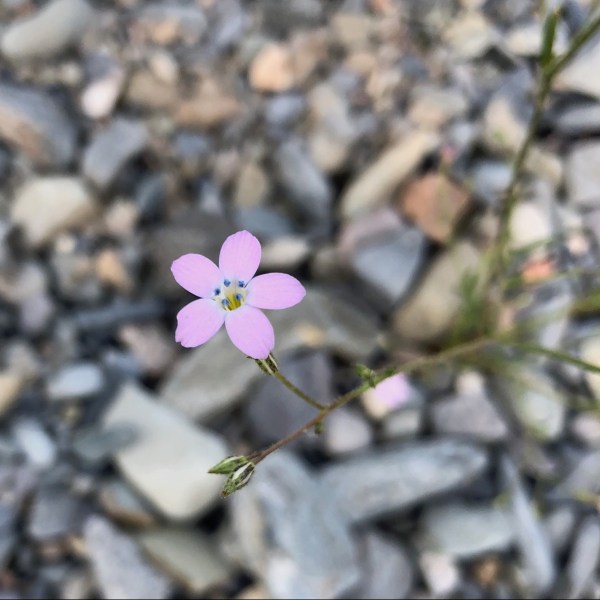 Spirit in the Desert
